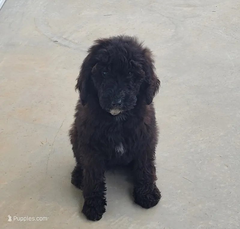 Paisley  – Goldendoodle puppy for sale in Cave City, KY