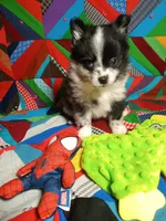 Prince , a male Pomeranian for sale in Tribbey Oklahoma, TRIBBEY OKLAHOMA – 6 of 7