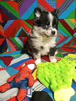 Prince , a male Pomeranian for sale in Tribbey Oklahoma, TRIBBEY OKLAHOMA – 4 of 7
