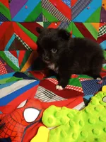 White Sox , a male Pomeranian for sale in Tribbey Oklahoma, TRIBBEY OKLAHOMA – 5 of 6