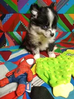 Prince , a male Pomeranian for sale in Tribbey Oklahoma, TRIBBEY OKLAHOMA – 2 of 7