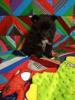 White Sox , a male Pomeranian for sale in Tribbey Oklahoma, TRIBBEY OKLAHOMA – 4 of 6