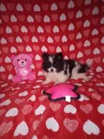 Precious , a female Pomeranian for sale in Noble, OK – Photo 3 of 3