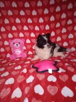 Precious , a female Pomeranian for sale in Noble, OK – Photo 2 of 3