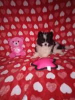 Precious , a female Pomeranian for sale in Noble, OK – Photo 1 of 3