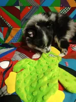 Prince , a male Pomeranian for sale in Tribbey Oklahoma, TRIBBEY OKLAHOMA – 3 of 7