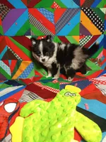 Prince , a male Pomeranian for sale in Tribbey Oklahoma, TRIBBEY OKLAHOMA – 5 of 7