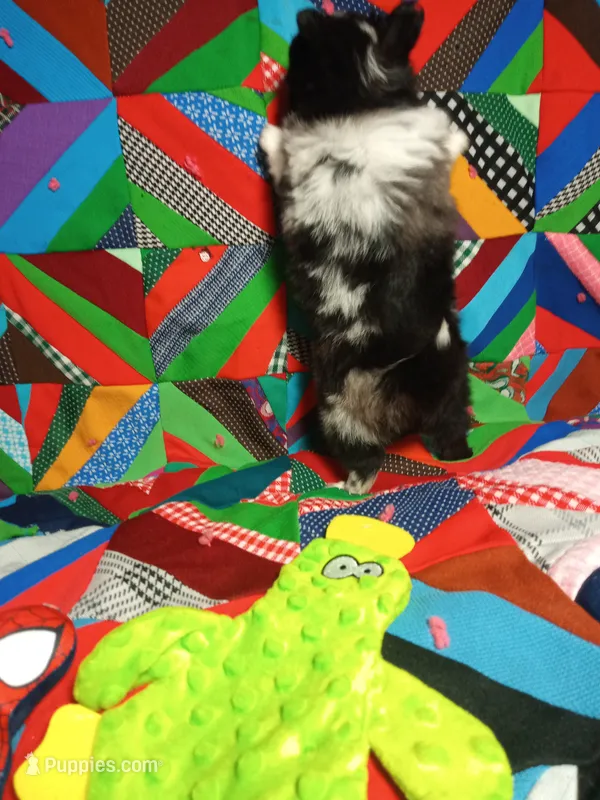 Prince  – Pomeranian puppy for sale in Tribbey Oklahoma 