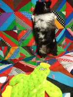 Prince , a male Pomeranian for sale in Tribbey Oklahoma, TRIBBEY OKLAHOMA – 1 of 7