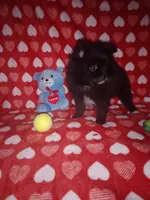 Bear , a male Pomeranian for sale in Noble, OK – Photo 3 of 3