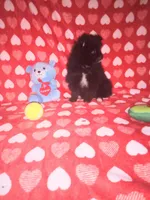 Bear , a male Pomeranian for sale in Noble, OK – Photo 2 of 3