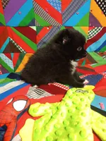 White Sox , a male Pomeranian for sale in Tribbey Oklahoma, TRIBBEY OKLAHOMA – 1 of 6