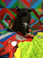 White Sox , a male Pomeranian for sale in Tribbey Oklahoma, TRIBBEY OKLAHOMA – 2 of 6