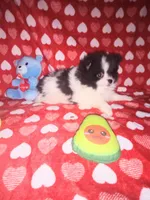 Buddy , a male Pomeranian for sale in Noble, OK – Photo 1 of 3