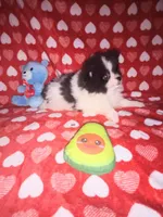 Buddy , a male Pomeranian for sale in Noble, OK – Photo 2 of 3