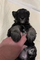 Pepper, a female Miniature Schnauzer for sale in Chattanooga, TN – Photo 6 of 6