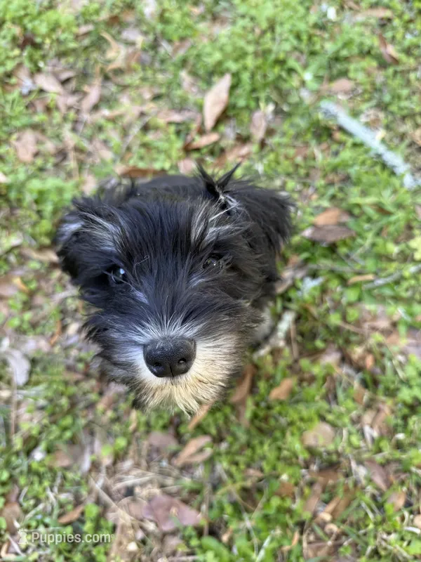 Pepper – Miniature Schnauzer puppy for sale in Chattanooga, TN