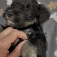 Pepper, a female Miniature Schnauzer for sale in Chattanooga, TN – Photo 5 of 6