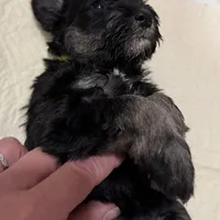 Pepper, a female Miniature Schnauzer for sale in Chattanooga, TN – Photo 4 of 6