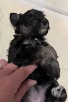 Pepper, a female Miniature Schnauzer for sale in Chattanooga, TN – Photo 5 of 6