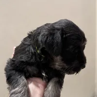 Pepper, a female Miniature Schnauzer for sale in Chattanooga, TN – Photo 3 of 6