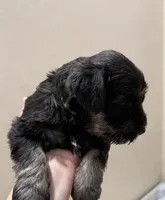 Pepper, a female Miniature Schnauzer for sale in Chattanooga, TN – Photo 4 of 6