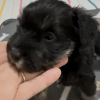 Pepper, a female Miniature Schnauzer for sale in Chattanooga, TN – Photo 6 of 6