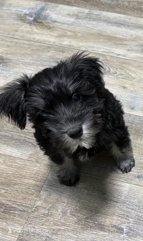 Pepper – Miniature Schnauzer puppy for sale in Chattanooga, TN