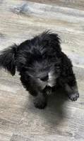 Pepper, a female Miniature Schnauzer for sale in Chattanooga, TN – Photo 1 of 6