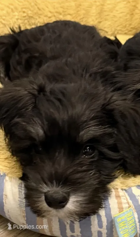 Pepper – Miniature Schnauzer puppy for sale in Chattanooga, TN