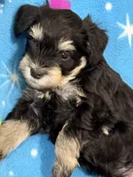 Bruce , a male Miniature Schnauzer for sale in Chattanooga, TN – Photo 1 of 3