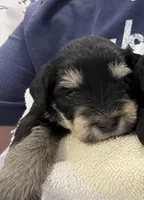 Bruce , a male Miniature Schnauzer for sale in Chattanooga, TN – Photo 3 of 3