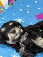 Bruce , a male Miniature Schnauzer for sale in Chattanooga, TN – Photo 2 of 3