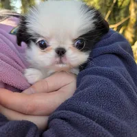 Beth, a female Japanese Chin for sale in Salem, OR – Photo 1 of 2