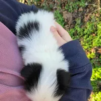 Beth, a female Japanese Chin for sale in Salem, OR – Photo 2 of 2