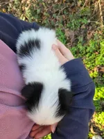Beth, a female Japanese Chin for sale in Salem, OR – Photo 2 of 2