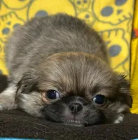 Chevy, a male Japanese Chin and Shih Tzu for sale in Salem, OR – Photo 3 of 4