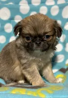 Chevy, a male Japanese Chin and Shih Tzu for sale in Salem, OR – Photo 4 of 4