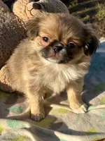 Chevy, a male Japanese Chin and Shih Tzu for sale in Salem, OR – Photo 1 of 4