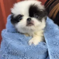 Bess, a female Japanese Chin for sale in Salem, OR – Photo 1 of 3