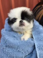 Bess, a female Japanese Chin for sale in Salem, OR – Photo 1 of 2