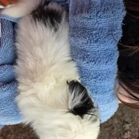 Bess, a female Japanese Chin for sale in Salem, OR – Photo 2 of 3