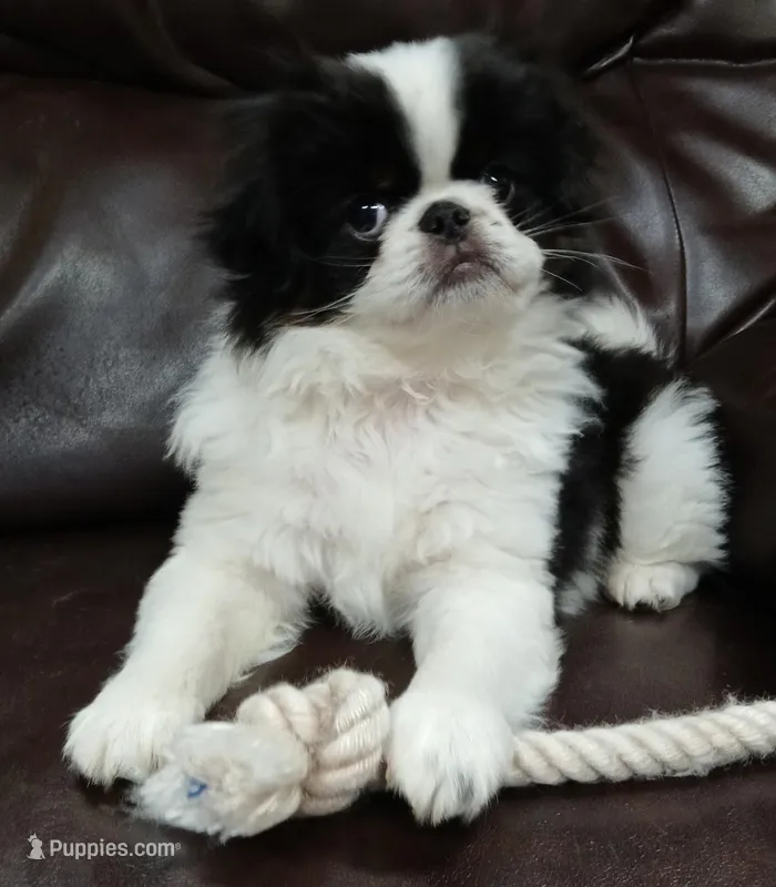 Cam – Japanese Chin puppy for sale in Salem, OR
