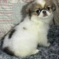 marianne, a female Japanese Chin for sale in Salem, OR – Photo 1 of 2