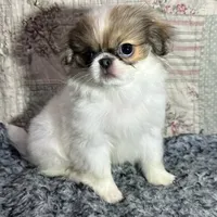 marianne, a female Japanese Chin for sale in Salem, OR – Photo 2 of 2