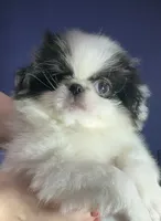 processed/930dc6f8-641f-4588-8e3f-09014cfd27dc/listing/7fa5f8bc-43d0-4fc0-8caf-1a44560a03a1/7ec6f9da-3e43-47ac-bdf9-ceb1c5802df3