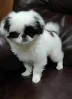 Bess, a female Japanese Chin for sale in Salem, OR – Photo 3 of 3