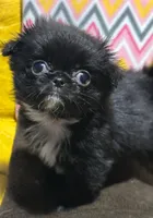 Chevelle, a female Japanese Chin and Shih Tzu for sale in Salem, OR – Photo 2 of 4