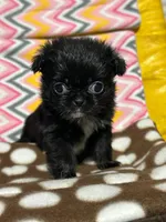 Chevelle, a female Japanese Chin and Shih Tzu for sale in Salem, OR – Photo 3 of 4