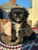 Chevelle, a female Japanese Chin and Shih Tzu for sale in Salem, OR – Photo 1 of 4